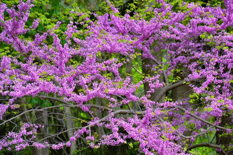closeup of a purple tree with green foliage