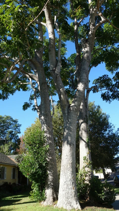 a very tall, skinny tree is standing next to the road