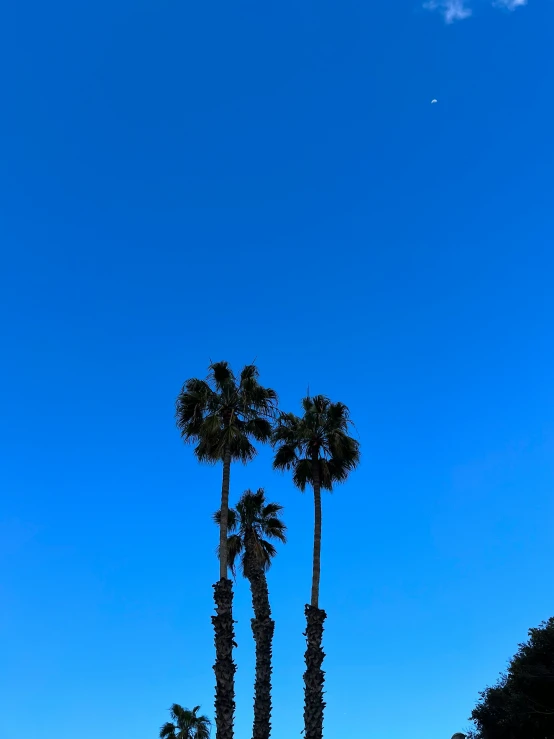 a group of palm trees in a row