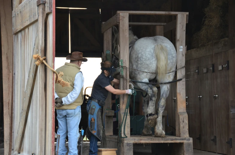 a horse being milked in a stable