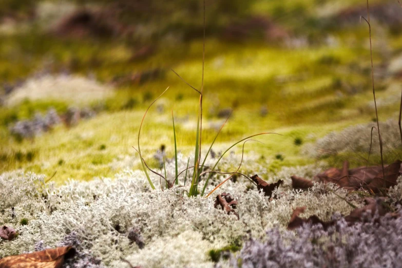 a bird standing on the ground in front of grass and plants