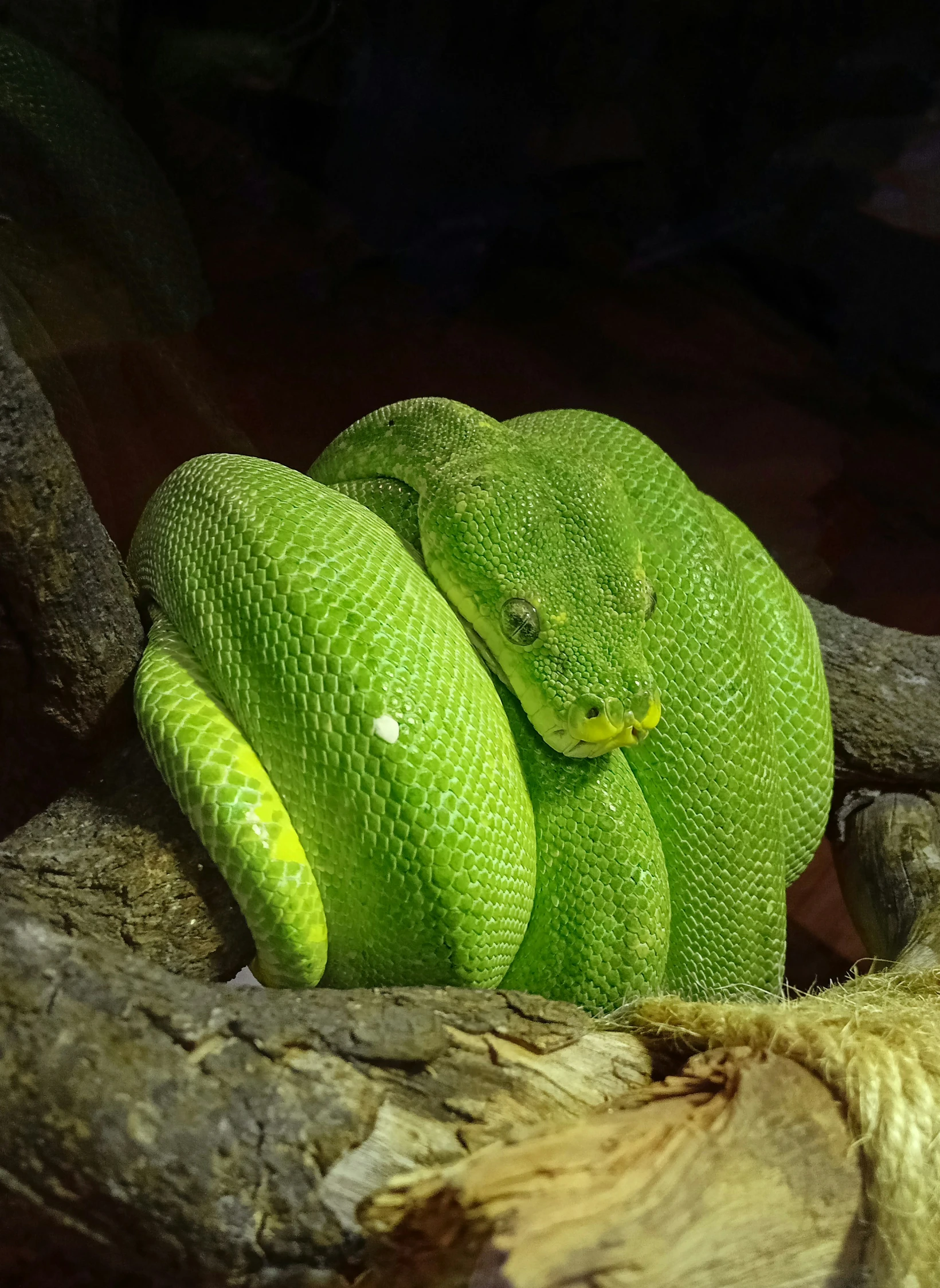 two green snake wrapped in fabric sleeping on tree limb