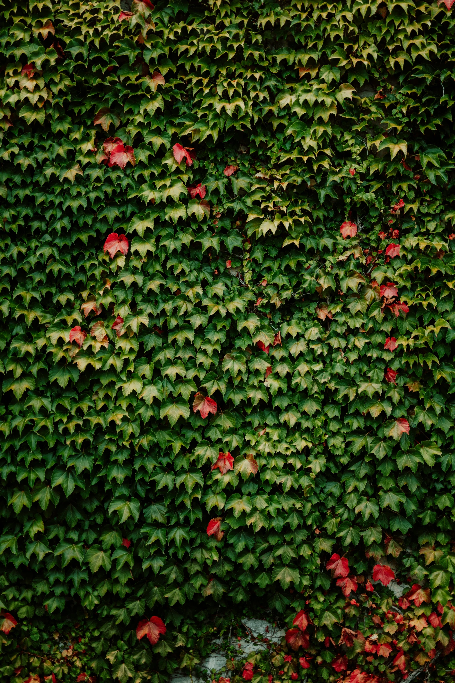 some red and green leaves on some plants