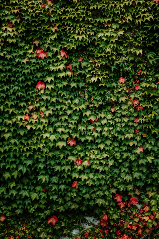 some red and green leaves on some plants