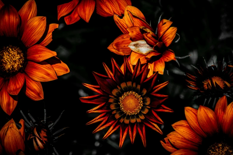 this po is of an orange flower on a black background