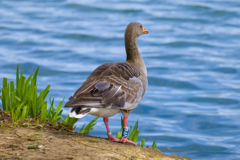 a goose is standing on the edge of a cliff