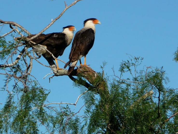 two large birds sit in a tree top