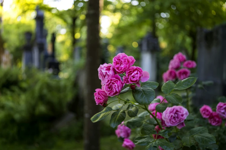 some purple flowers growing outside of a cemetery