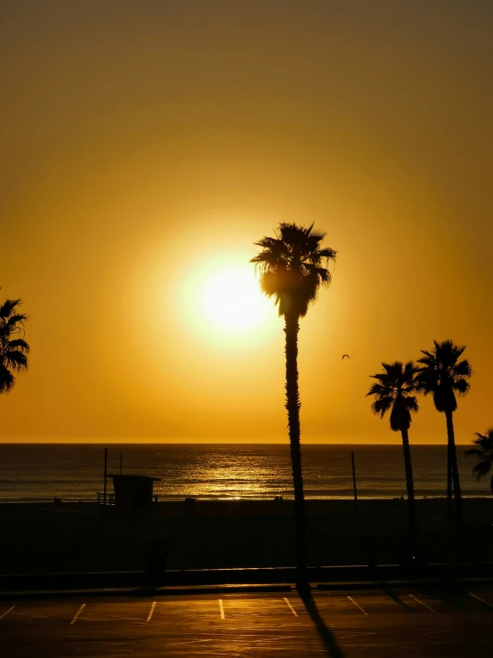 a couple of palm trees next to the ocean