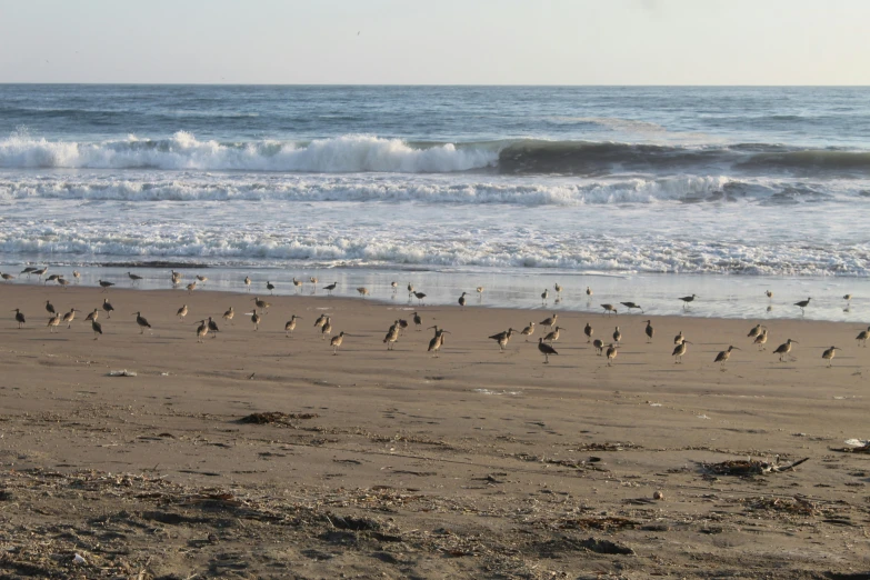 a flock of seagulls are standing on a sandy beach