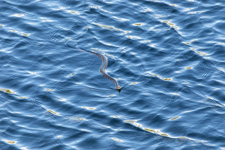 some water with a bird swimming in the middle