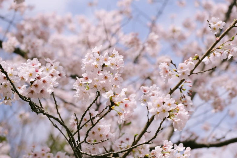 a blossoming tree with lots of small pink flowers