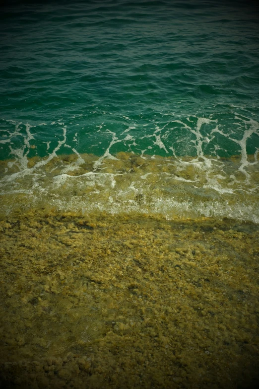 two horses stand in the sea waters on an empty beach