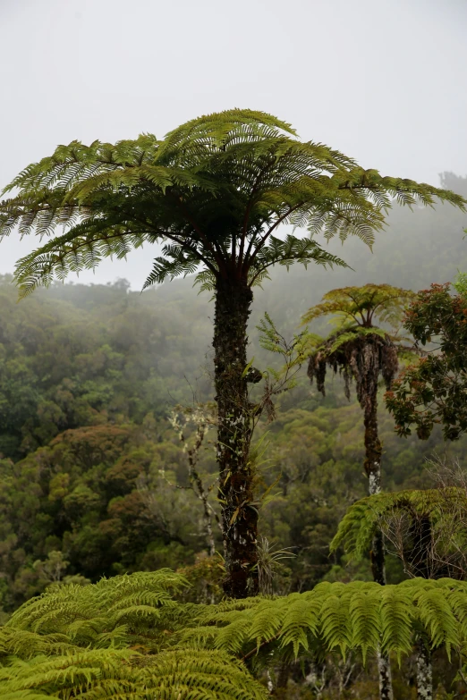 a palm tree surrounded by lush green trees