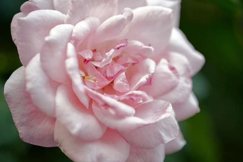 pink flowers that are in the middle of the petals