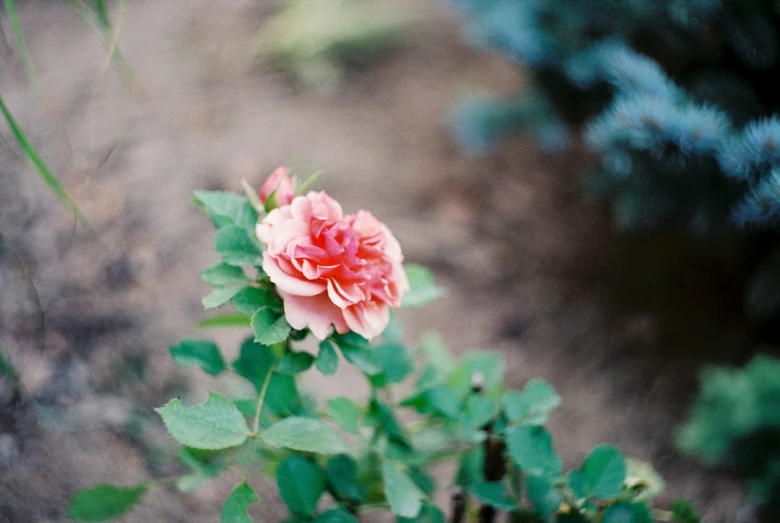 some pink flowers near each other on a bush