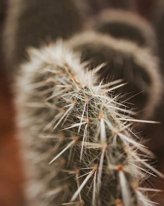 an unoccupied cactus is pictured in this close - up
