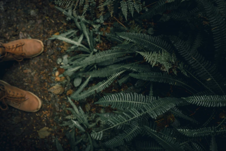 two men standing next to each other in front of a fern