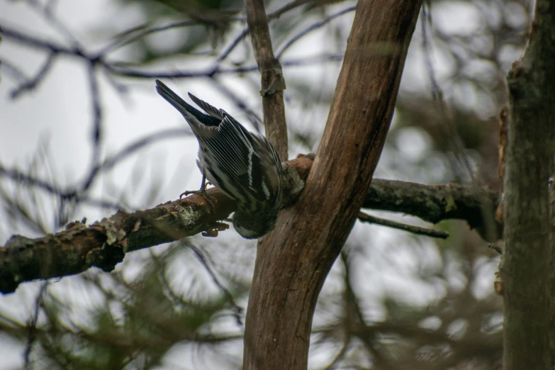 a bird sitting on a nch near many trees