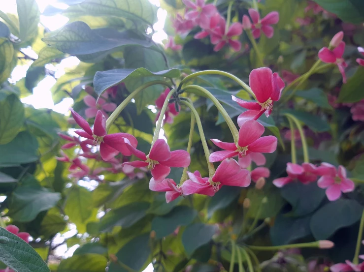 purple flowers hang on a tree near green leaves