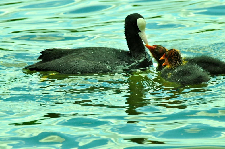 the baby duck is on the mother's back while they are swimming