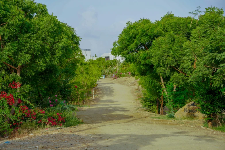 the dirt road is lined with lots of trees