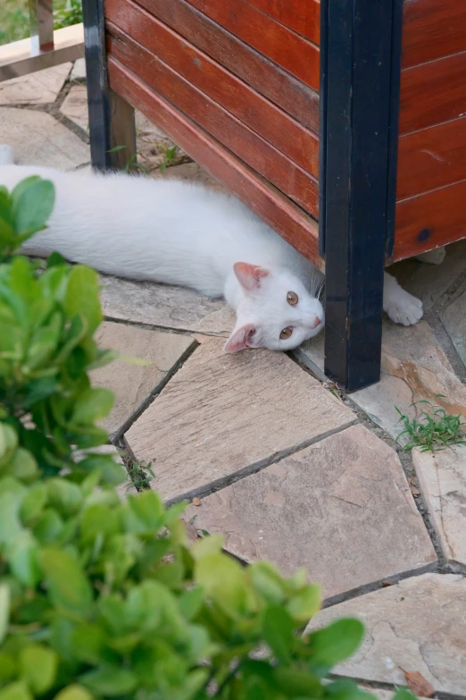 there is a cat that is laying under a gate