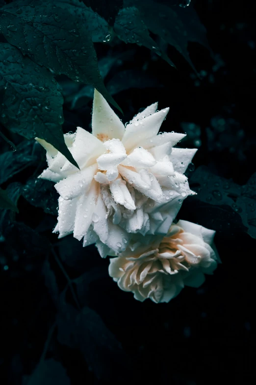 the large pink and white flower has water droplets