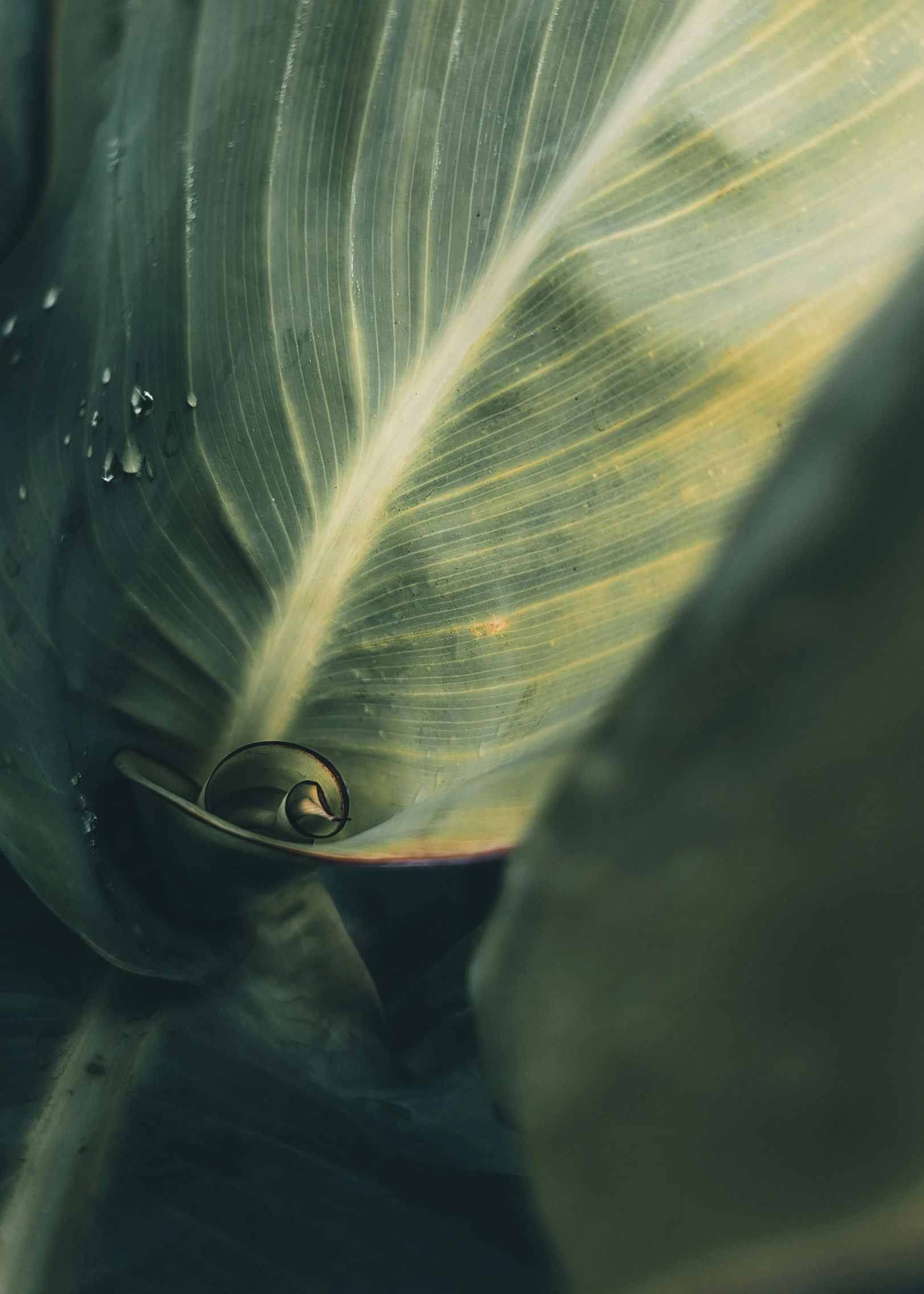 leaves with drops of water in them with a focus on the center