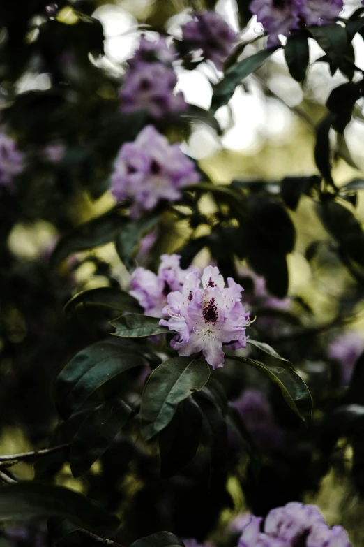 a purple flower is growing in the bush