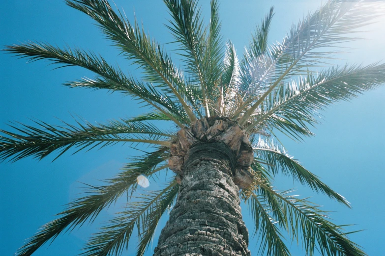 a palm tree, viewed from the bottom, in front of blue skies