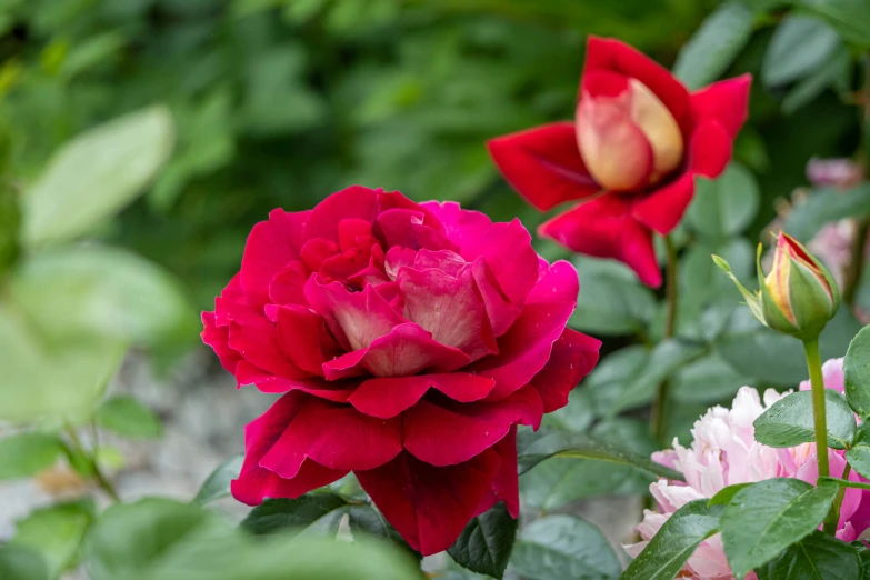 the flowers are flowering very well in the garden