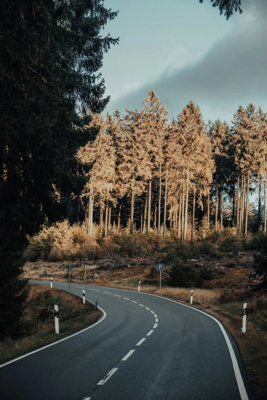 a curved road leading to a forest with many trees on both sides