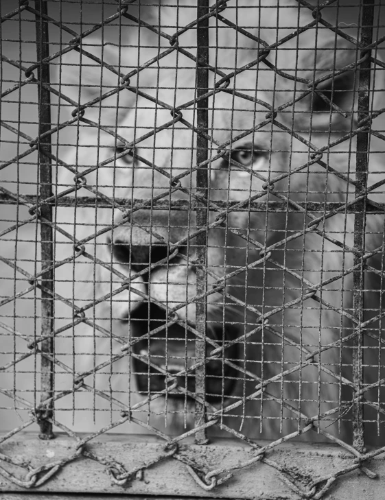 a cage with several bars to allow people in the animal zoo