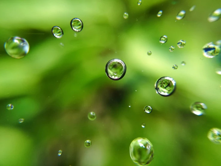 water droplets, on a green leafed plant