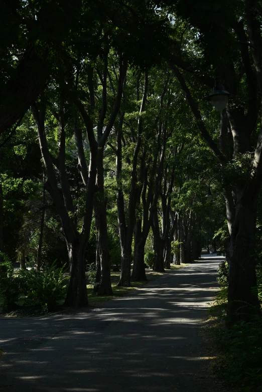 the shadow from the trees are seen on the sidewalk