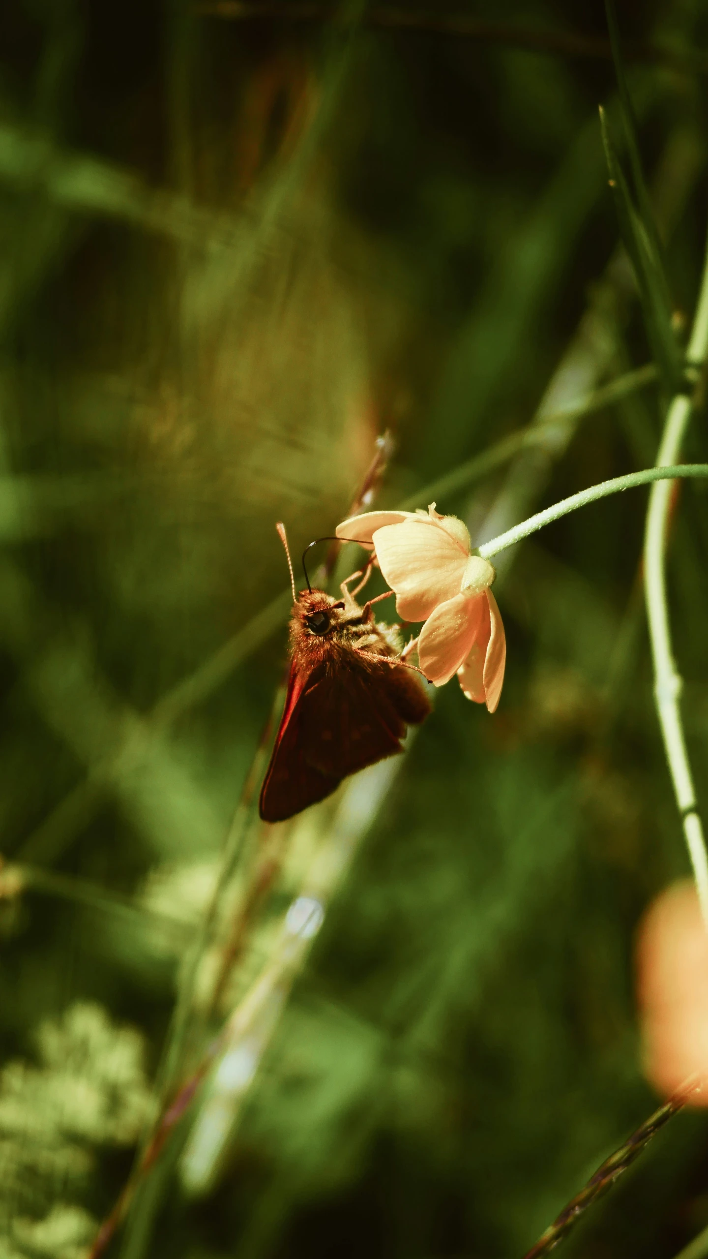 close up of a brown flower with long thin leaves