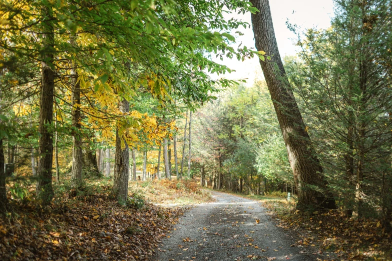 a pathway splits in to a wooded area with leaves