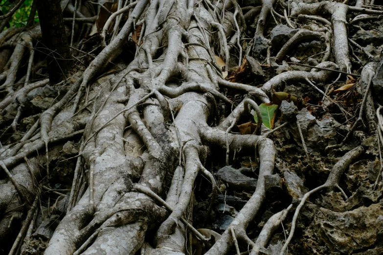 an over grown tree root has been exposed on the ground