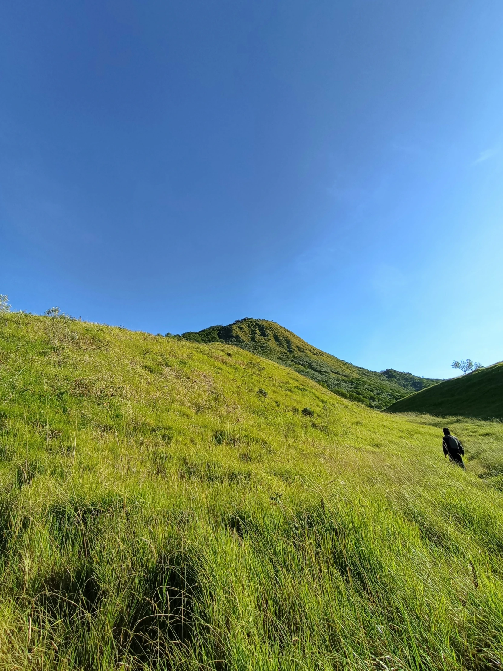 a large animal walking along the side of a lush green hillside