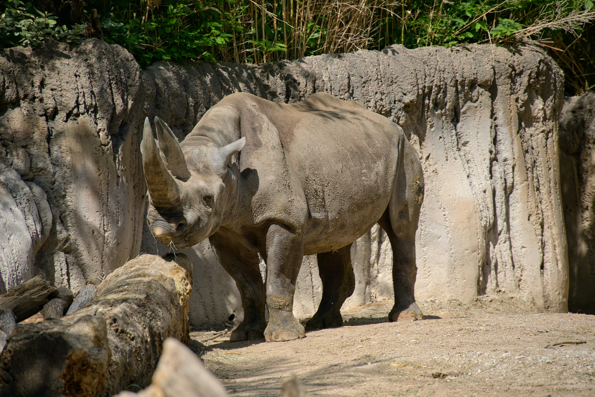 a rhino in an enclosure looking at the camera