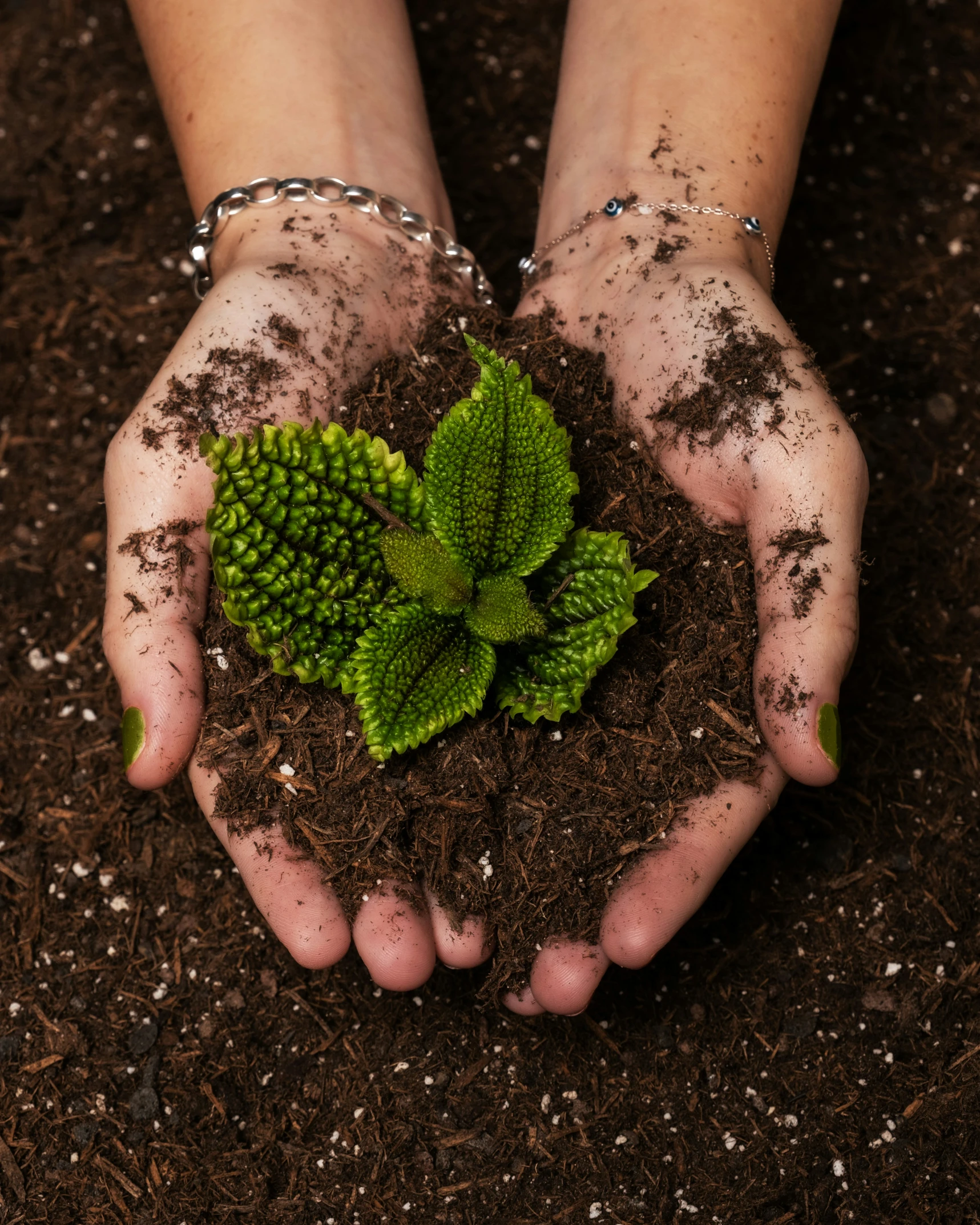 a pair of hands holding dirt and green plant