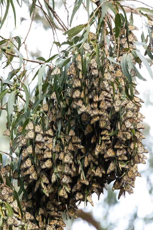 the large cluster of erflies hang from a large tree