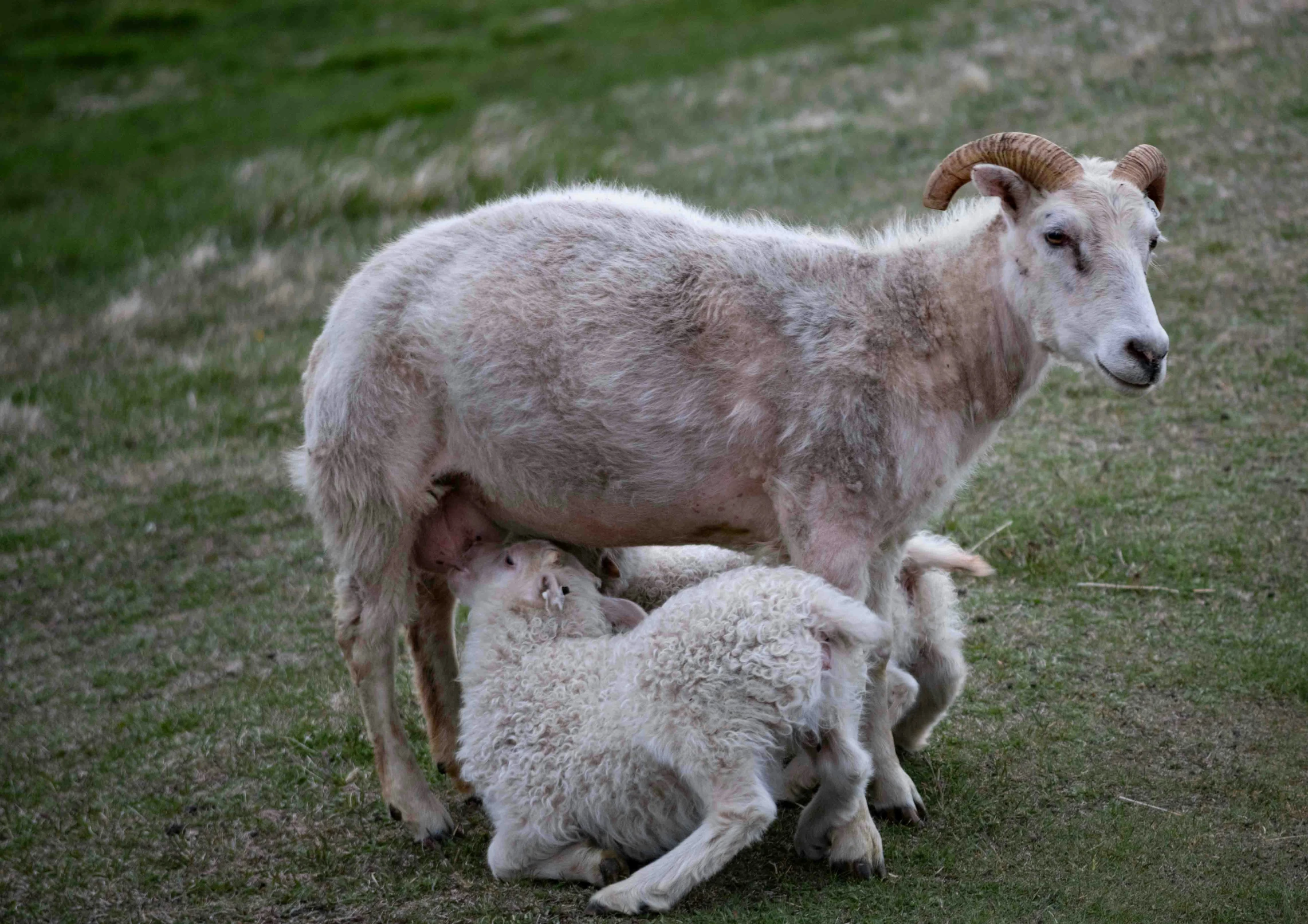 a large mountain goat and two small sheep