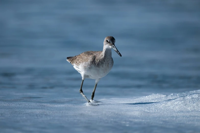 a brown and white bird standing on the beach