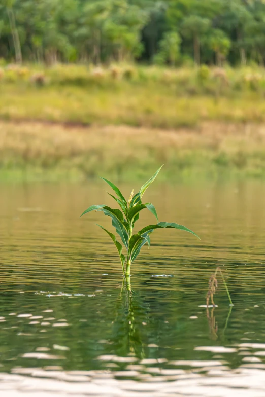 a pond with green plants floating in it and a single flower