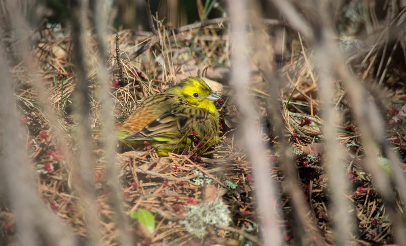 a yellow bird sitting in a dry grassy field