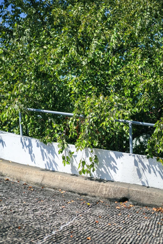 three white pipes are positioned behind the tree