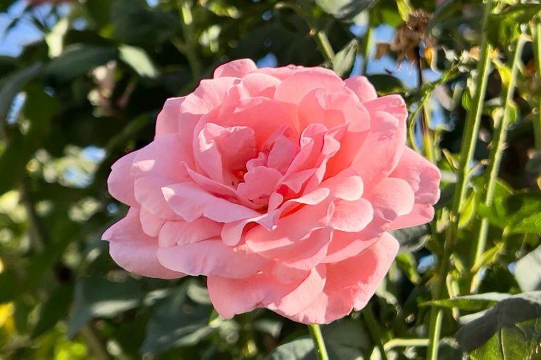 a large pink rose growing in a garden