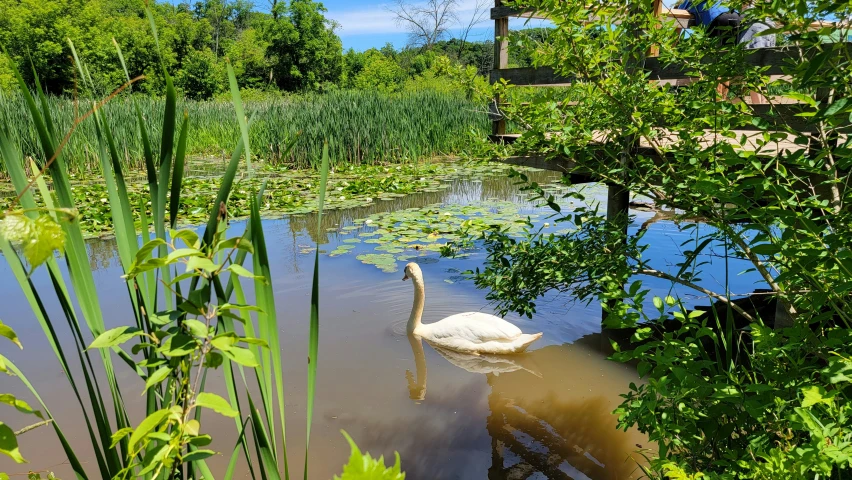 a swan swims in a small pond with green grass